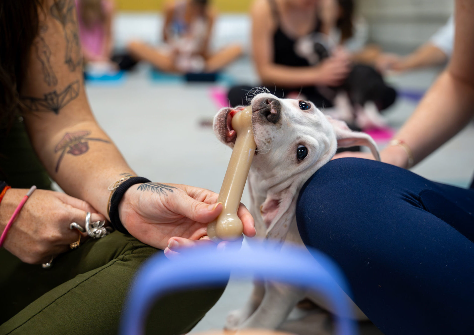 Puppy in the middle of yoga students during a yoga class